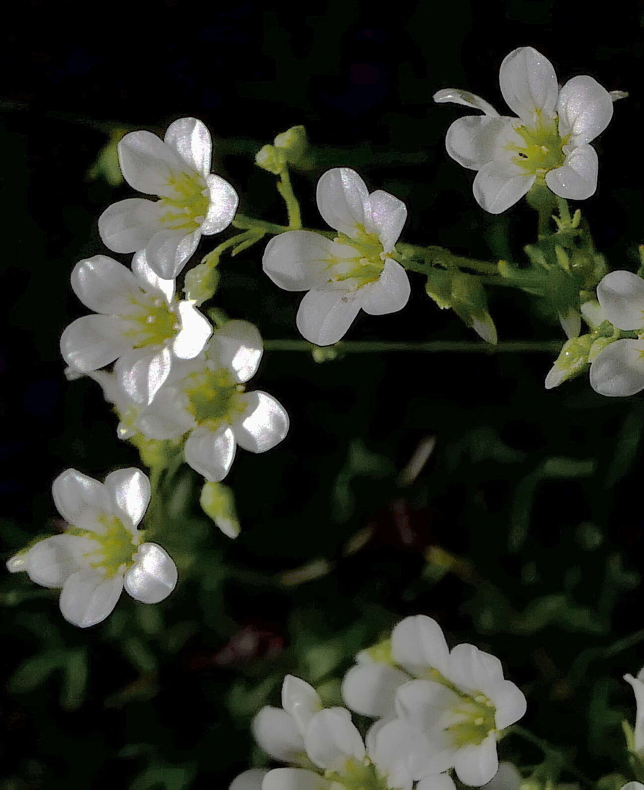 Plancia ëd Saxifraga fragilis Hort. Schweig. ex Schrank