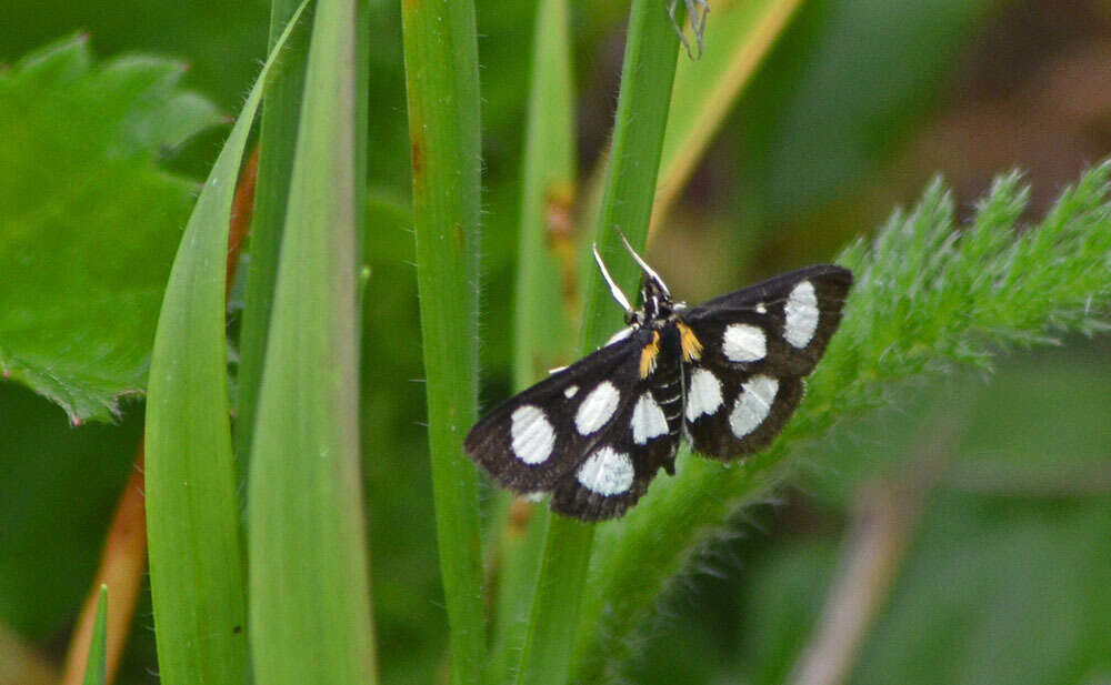 Anania funebris resmi