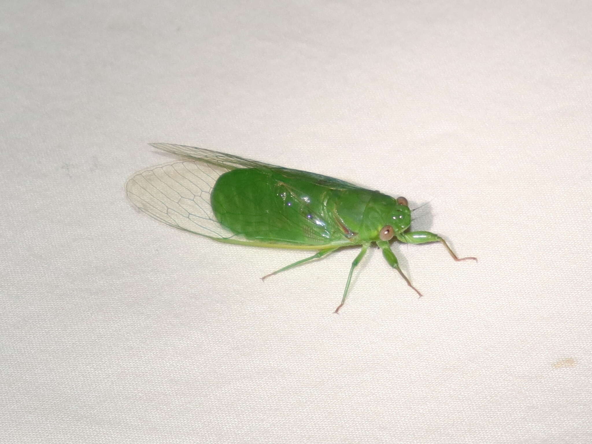 Sivun Chlorocysta vitripennis (Westwood 1851) kuva