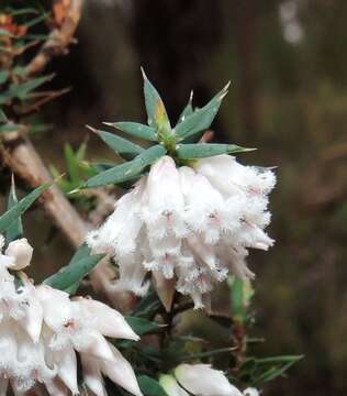 Image of Styphelia fletcheri subsp. brevisepala