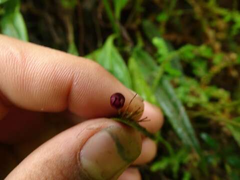 Image of Pleurothallis ruscaria Luer