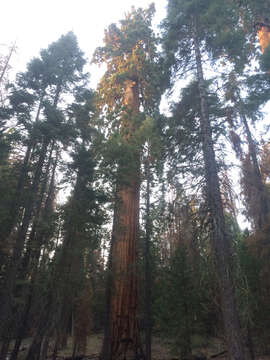 Image of giant sequoia