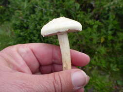 Image of Agrocybe molesta (Lasch) Singer 1978