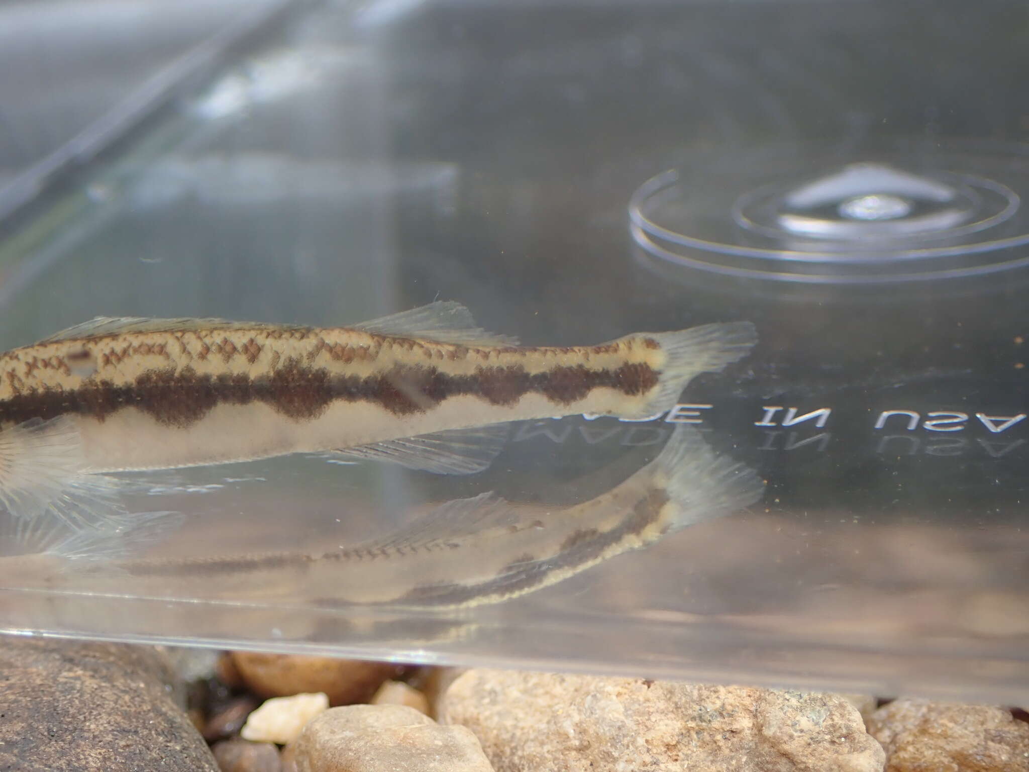 Image of Muscadine Darter