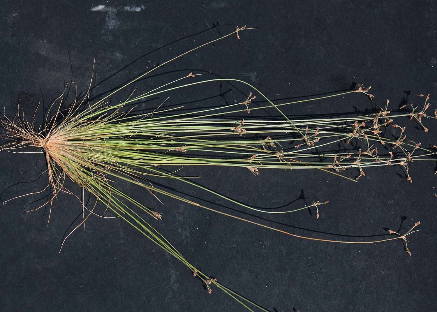 Image of slender sedge