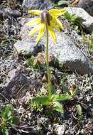 Image of nodding arnica