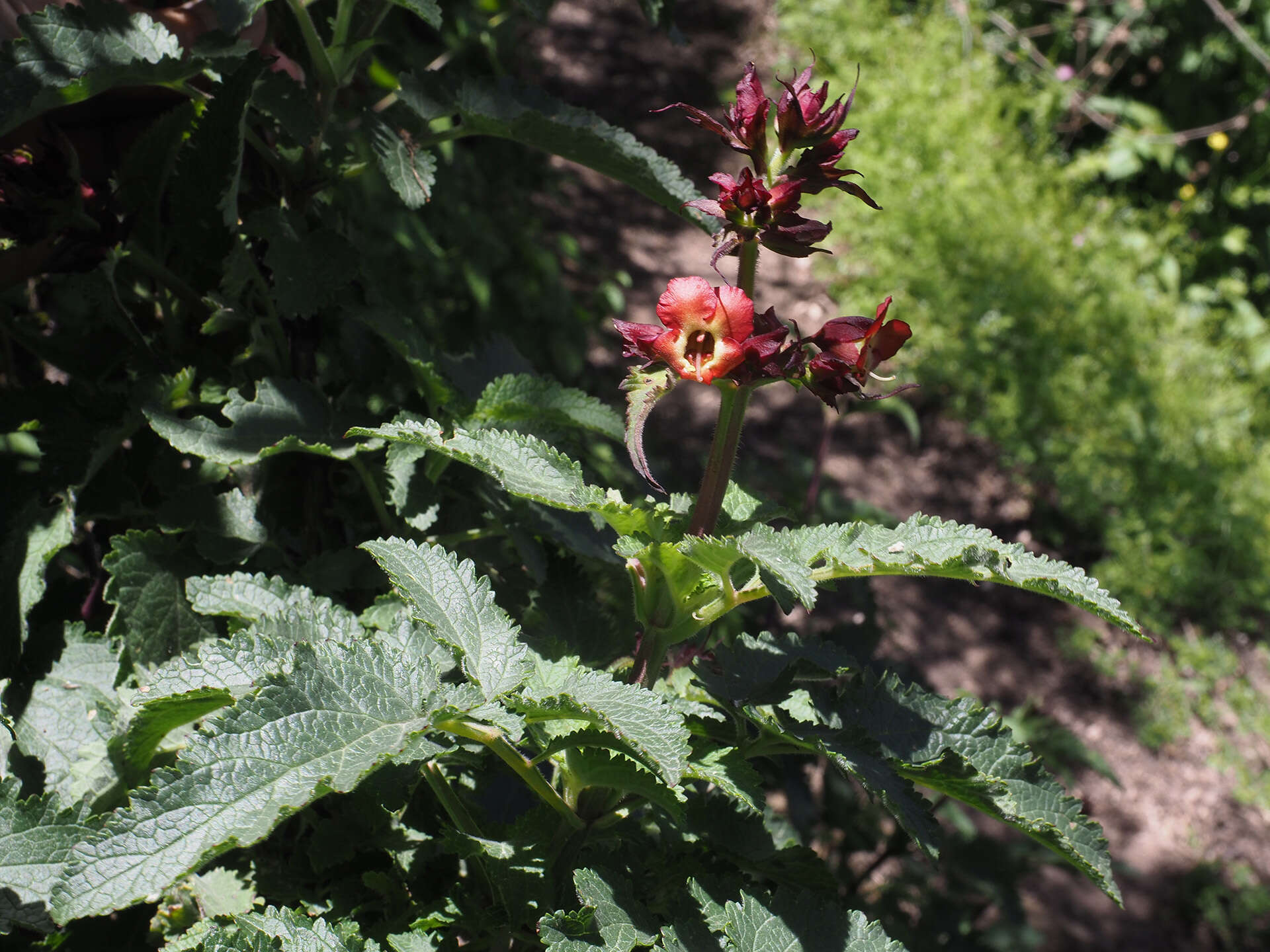 Image of Scrophularia calliantha Webb & Berth.