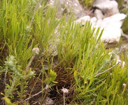 Image of Centella rupestris (Eckl. & Zeyh.) Adamson