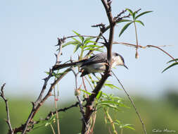 Polioptila plumbea atricapilla (Swainson 1831) resmi