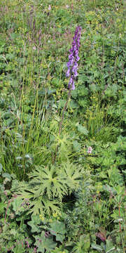 Image of Aconitum leucostomum Vorosh.