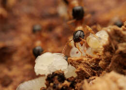 Image of Tetramorium bicolor Viehmeyer 1914