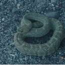 Crotalus molossus estebanensis Klauber 1949的圖片