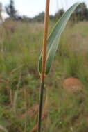 Cymbopogon caesius (Hook. & Arn.) Stapf的圖片