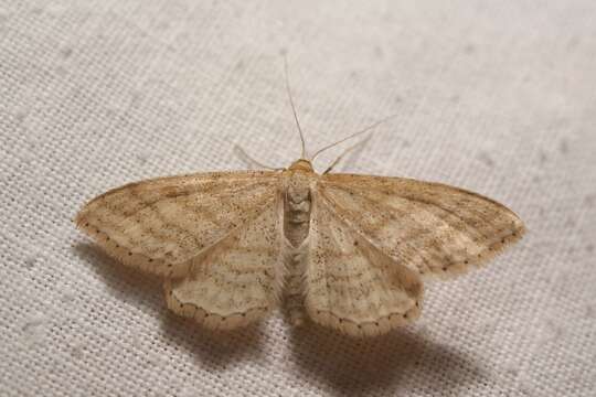 Image of Idaea macilentaria Herrich-Schäffer 1846