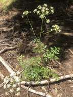 Image of Gray's licorice-root