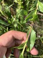 Слика од Solidago rigida subsp. glabrata (Braun) S. B. Heard & J. C. Semple