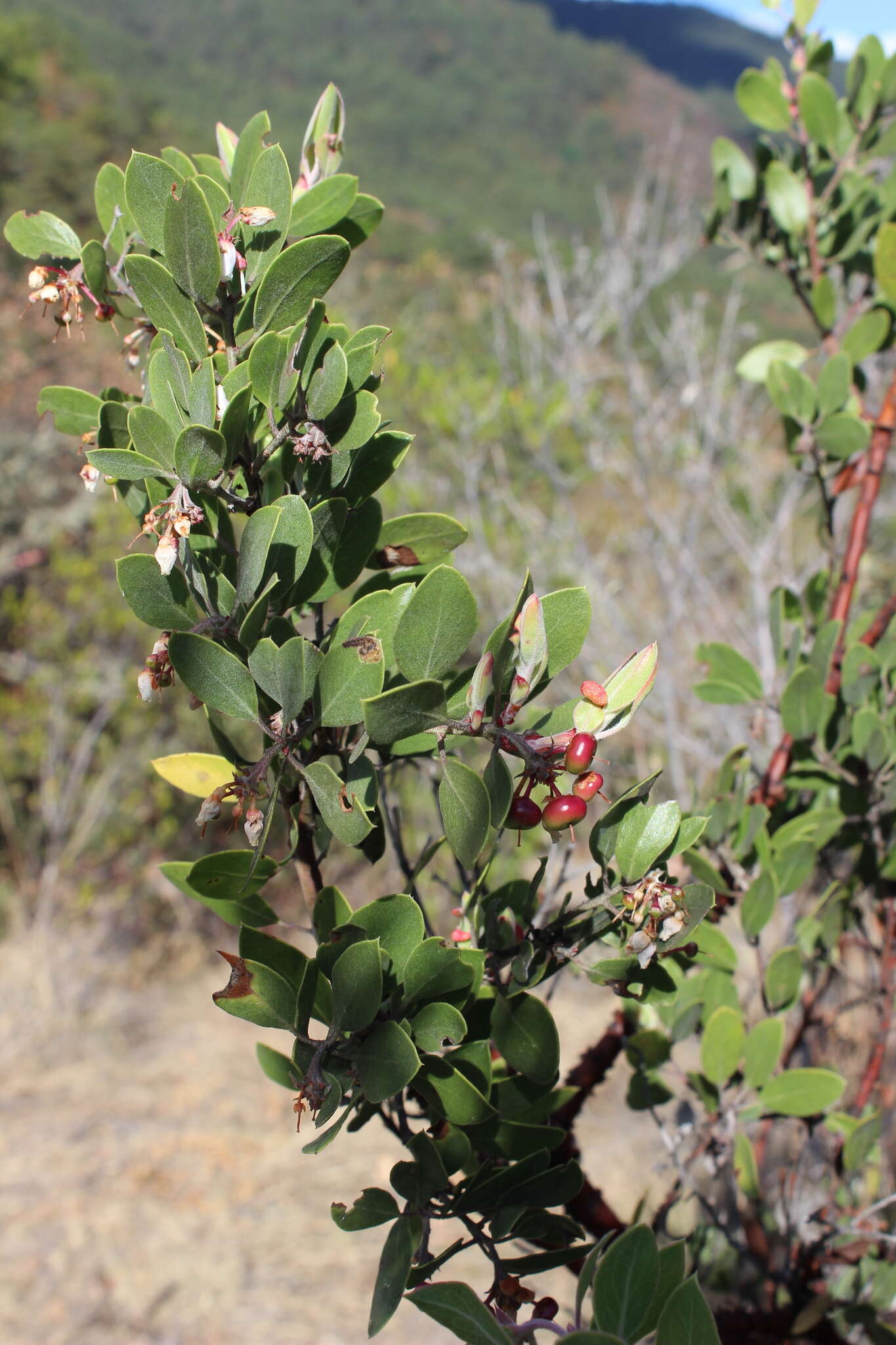 Image of pointleaf manzanita