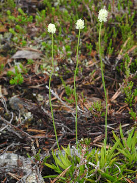 Image of Scotch false asphodel