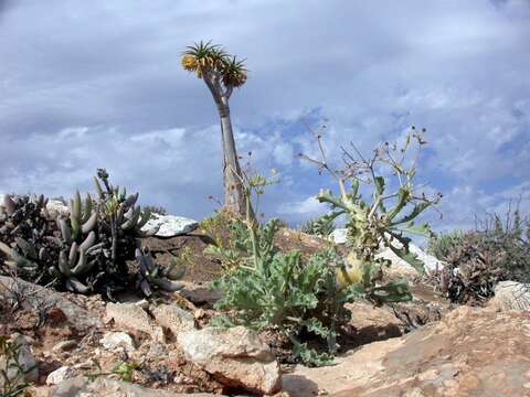 Image of Pelargonium klinghardtense Knuth