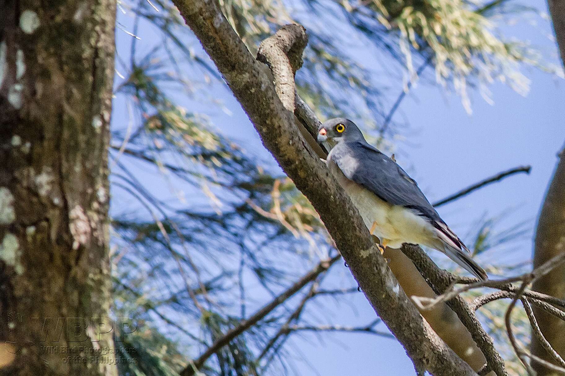 Image of Chinese Sparrowhawk