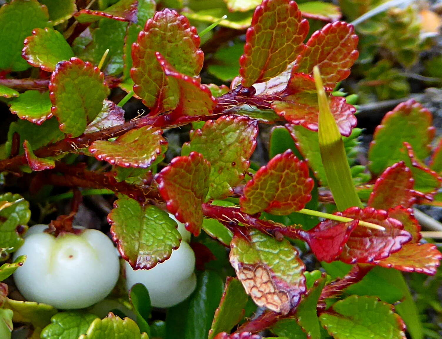 Image of Gaultheria depressa Hook. fil.