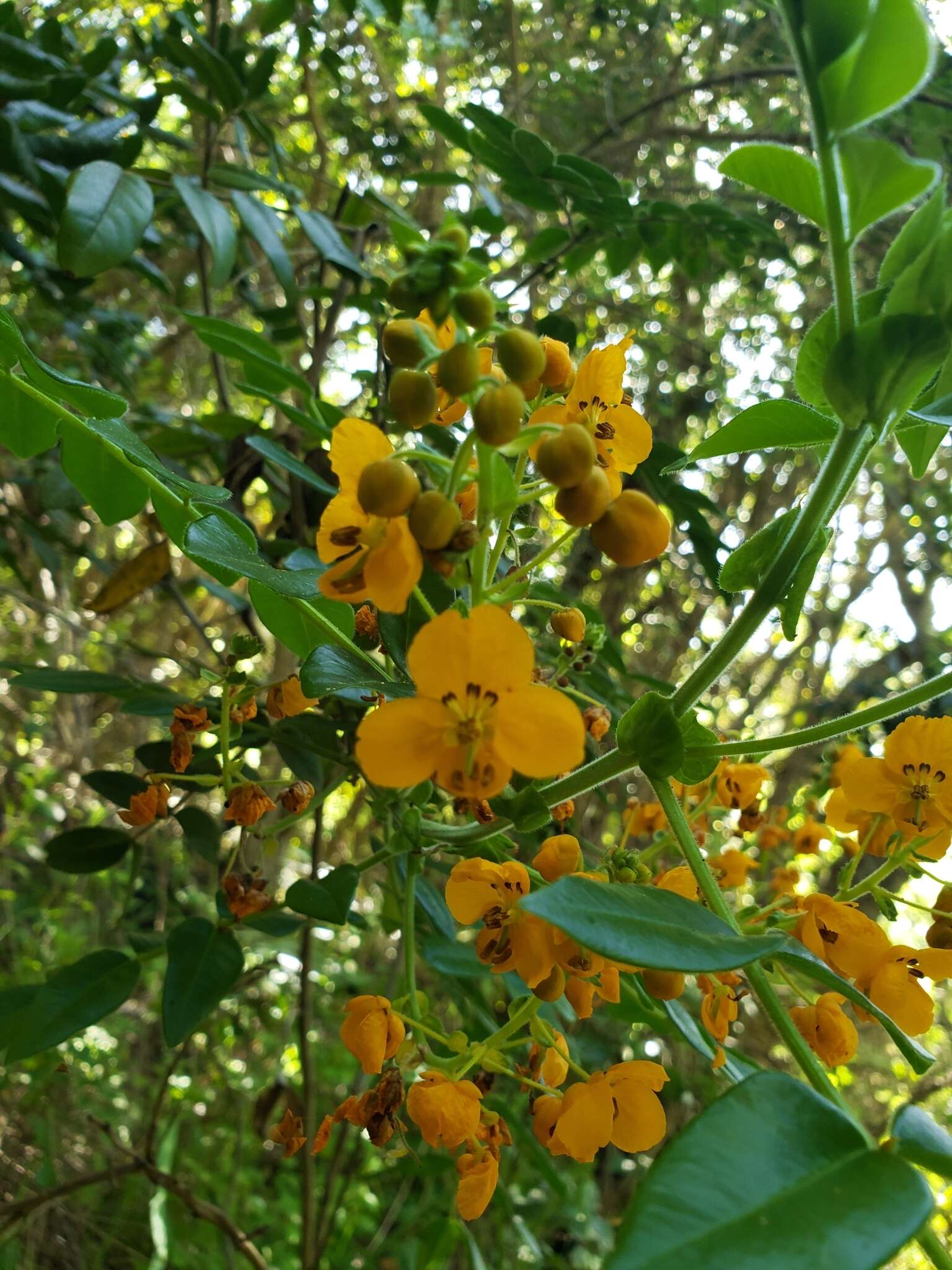 Image of Senna stipulacea (Aiton) H. S. Irwin & Barneby