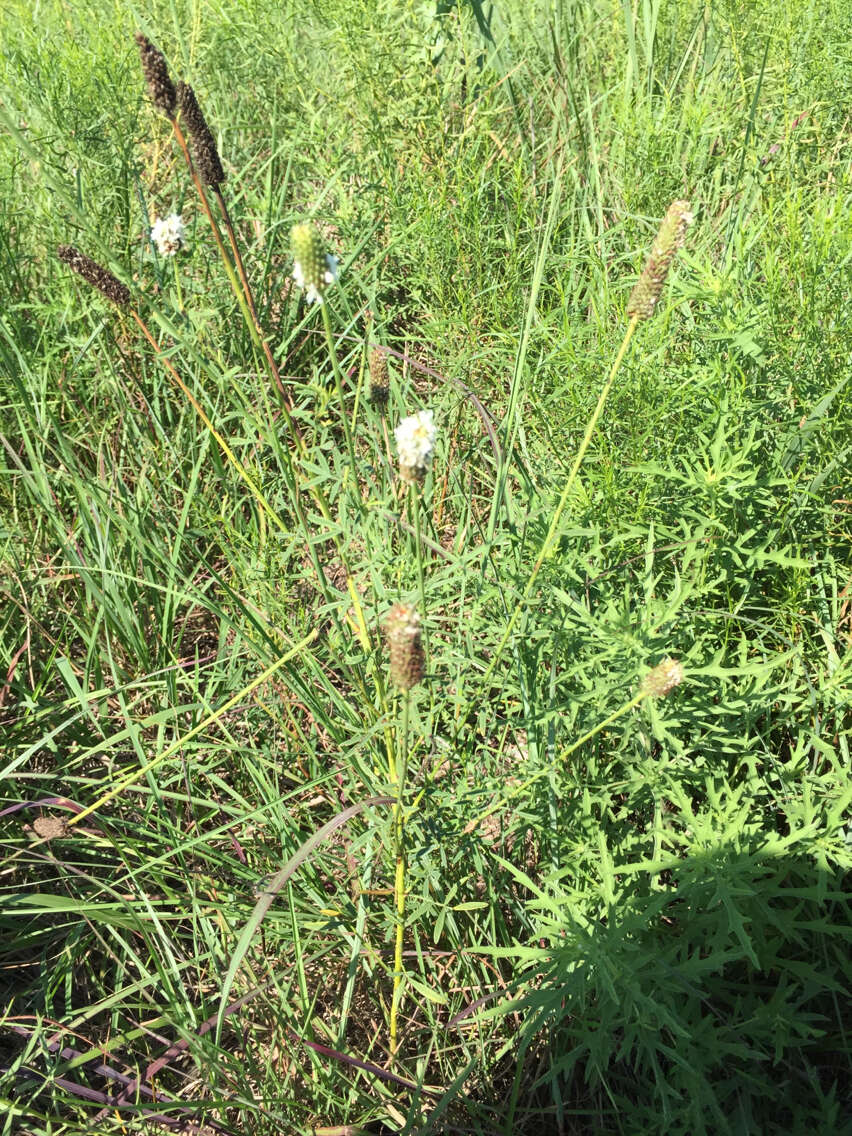 Image of white prairie clover