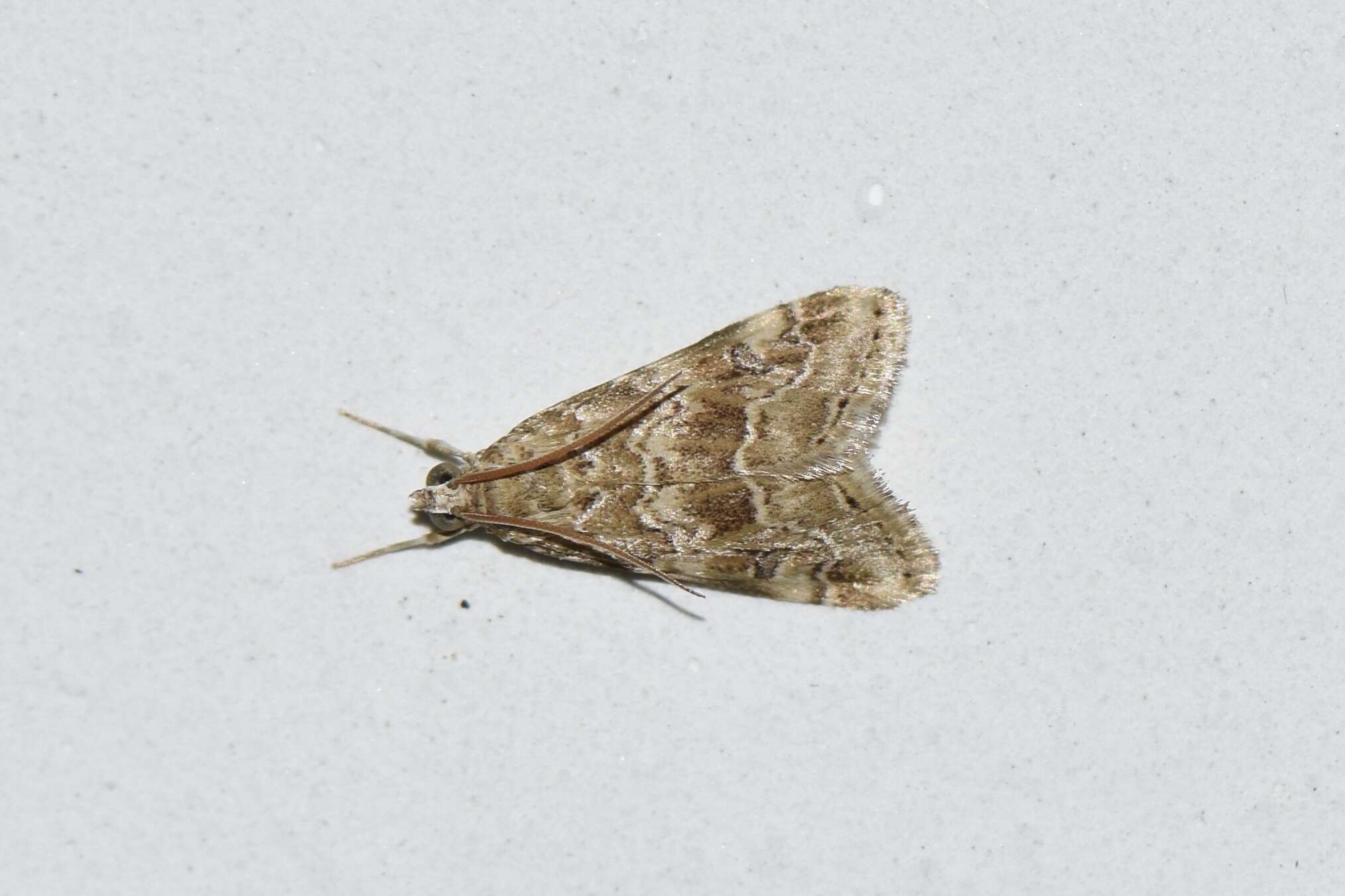 Image of Cabbage Webworm moth