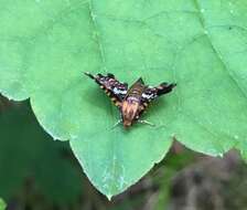 Image of Spotted Thyris