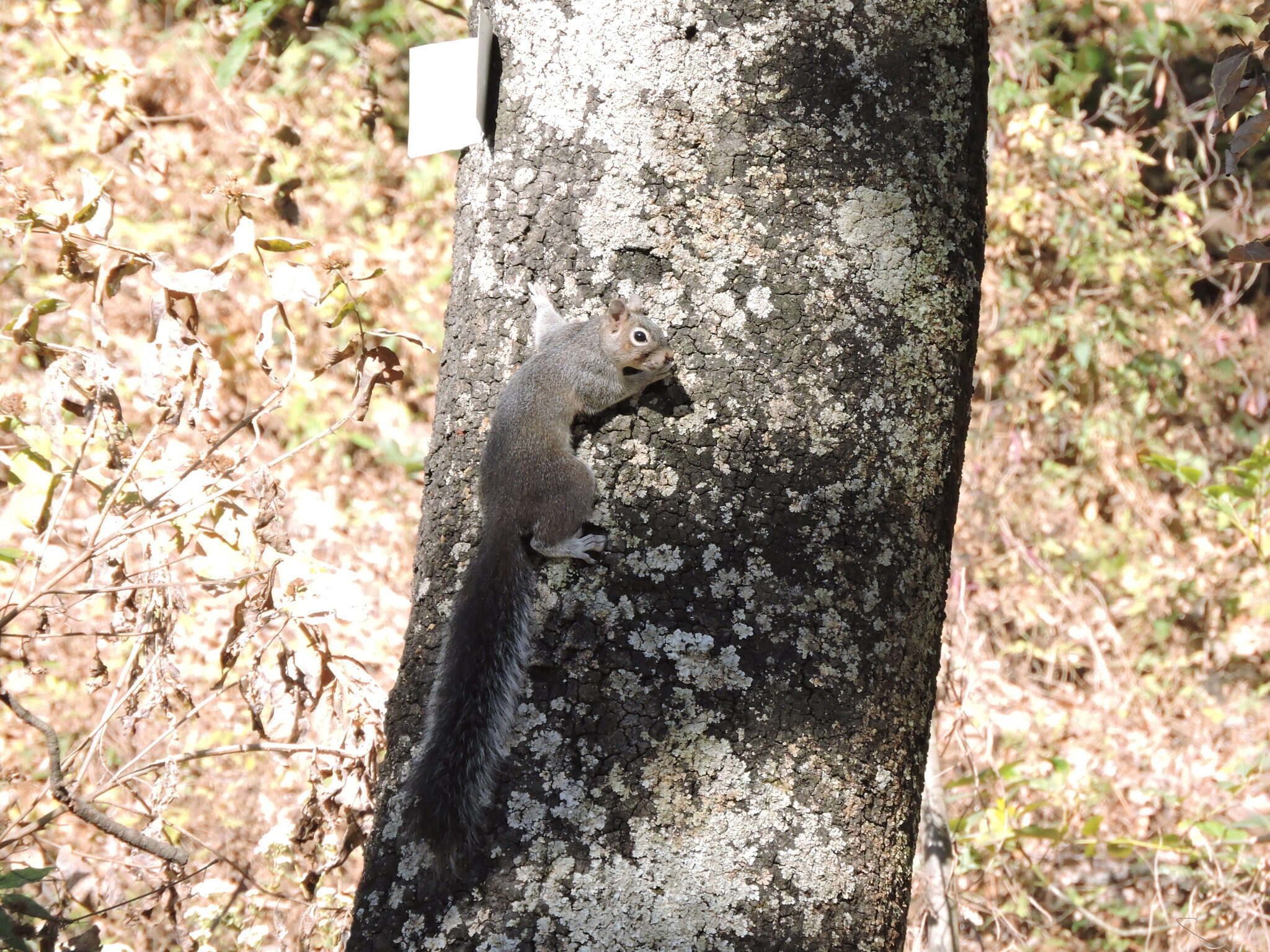 Image of Sciurus nayaritensis nayaritensis J. A. Allen 1890