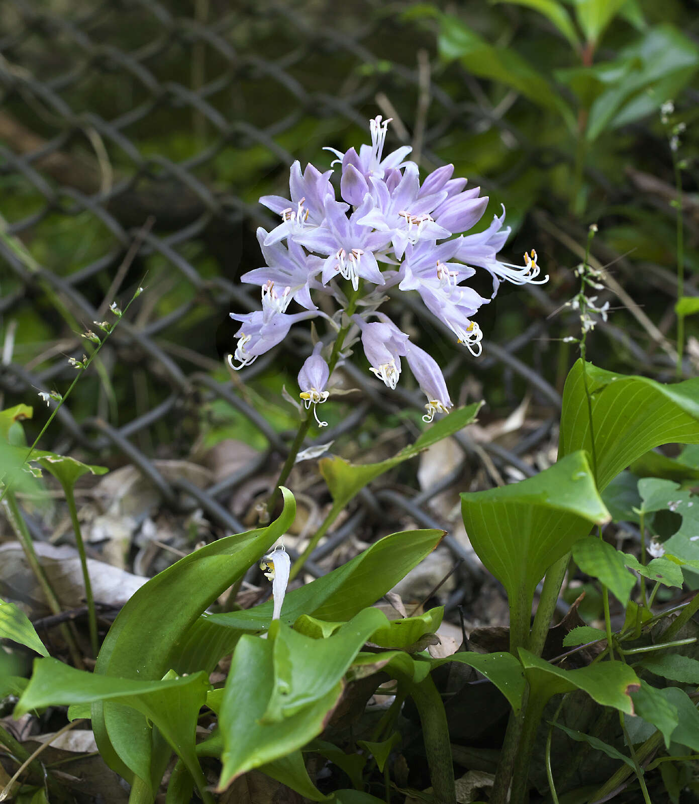 Imagem de Hosta longipes var. longipes