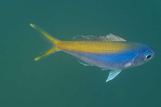 Image of Yellowtail blue snapper