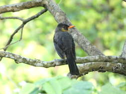 Image of White-chinned Thrush