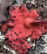 Image of <i>Umbilicaria phaea</i> var. <i>coccinea</i>