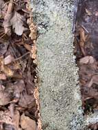 Image of canoparmelia lichen