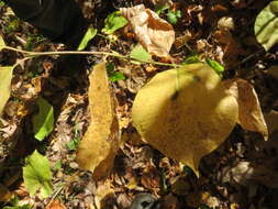 Image of roundleaf dogwood