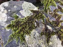 Image of silken homalothecium moss