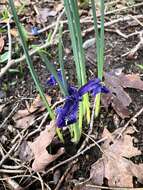 Plancia ëd Iris reticulata M. Bieb.