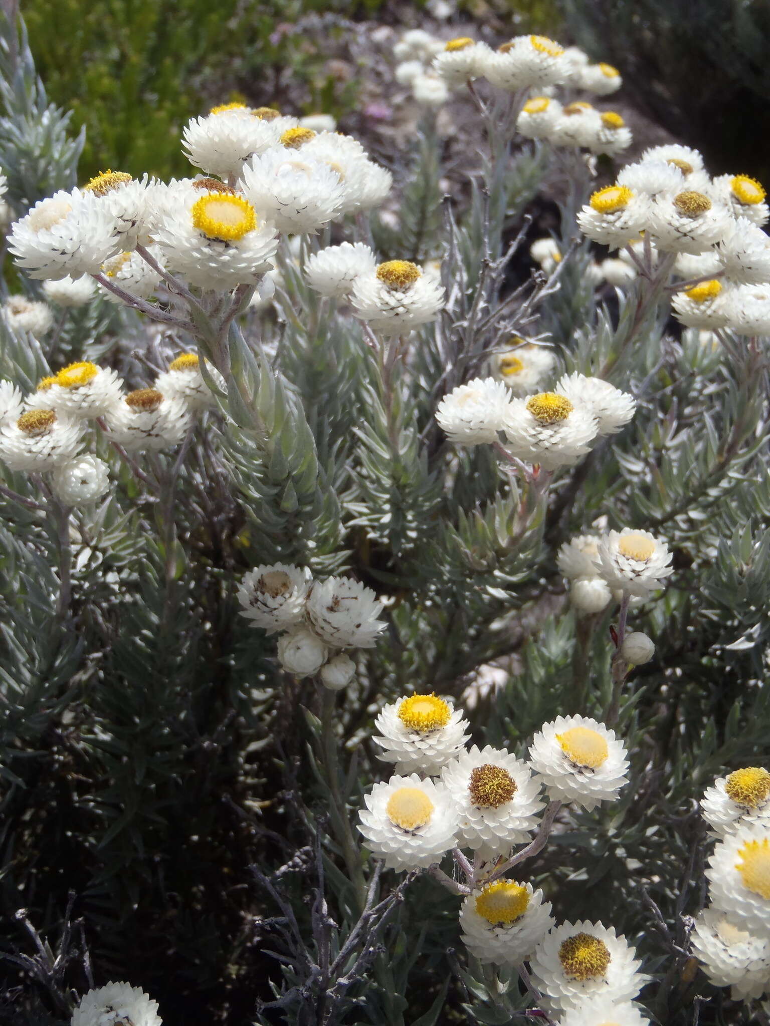 Image of Achyranthemum paniculatum