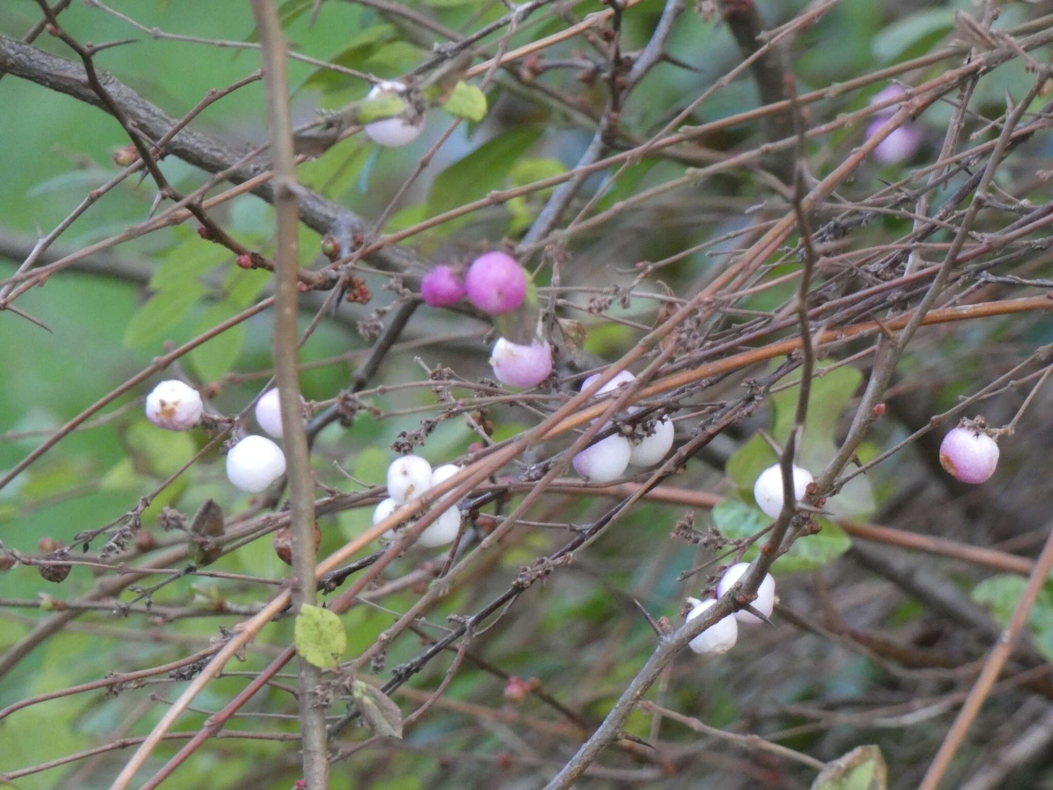 Image of Symphoricarpos × chenaultii Rehder