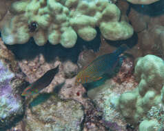 Image of Geoffroy's wrasse