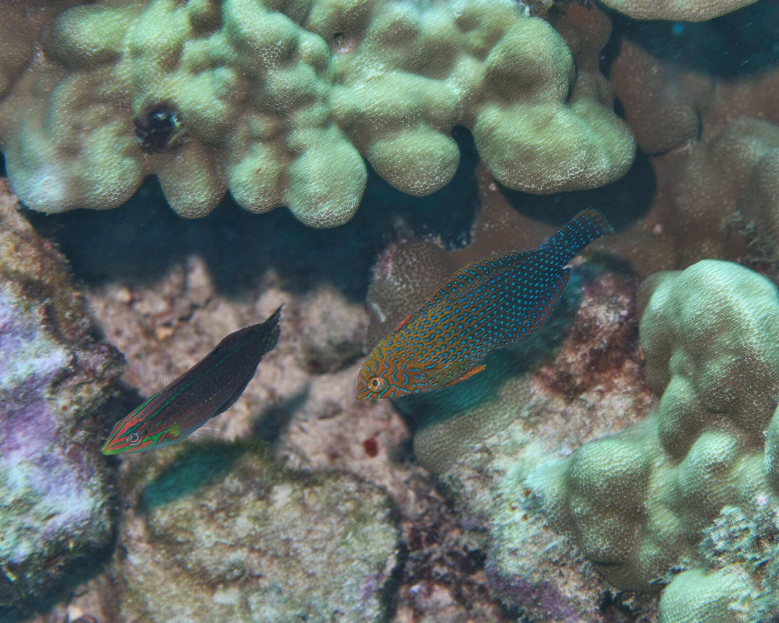 Image of Geoffroy's wrasse