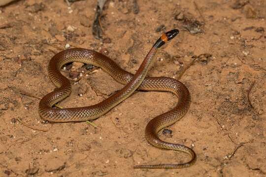 Image of Red-naped Snake