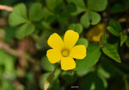 Слика од Oxalis niederleinii Knuth