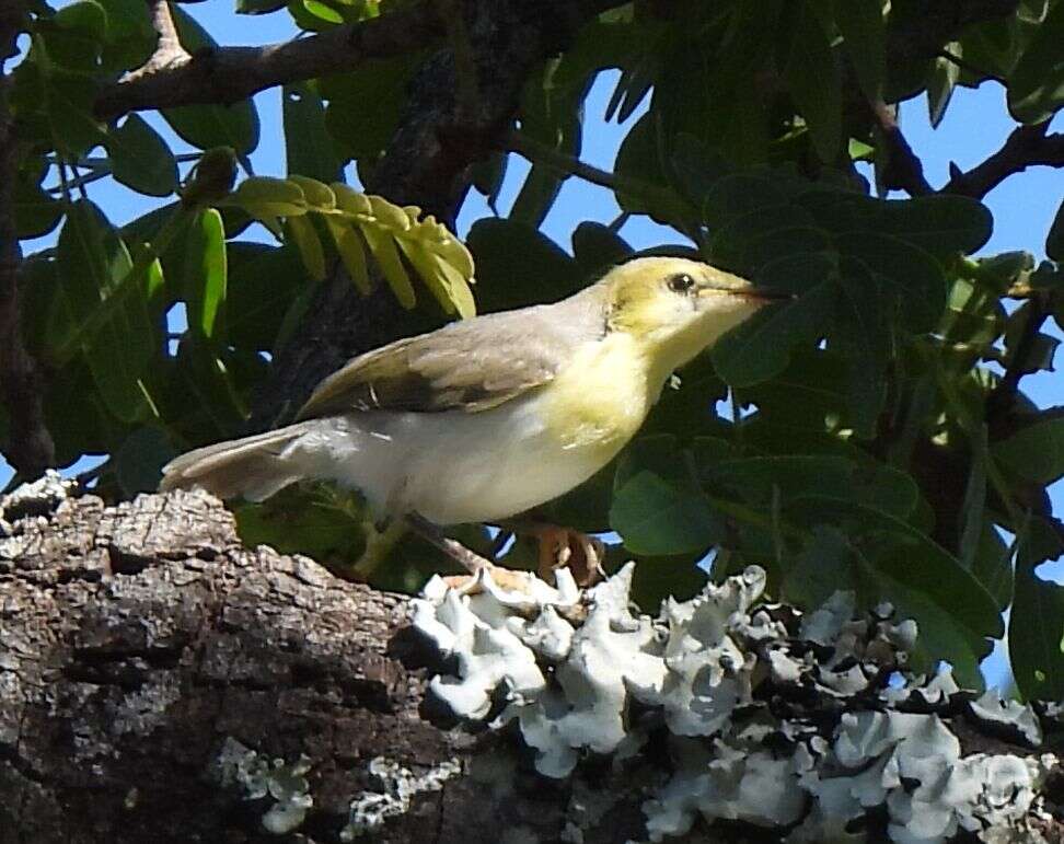 Image of Green-capped Eremomela