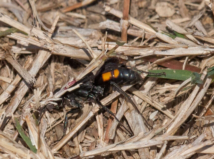 Image of Anoplius americanus americanus (Palisot de Beauvois 1811)