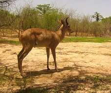 Image of Bohor Reedbuck