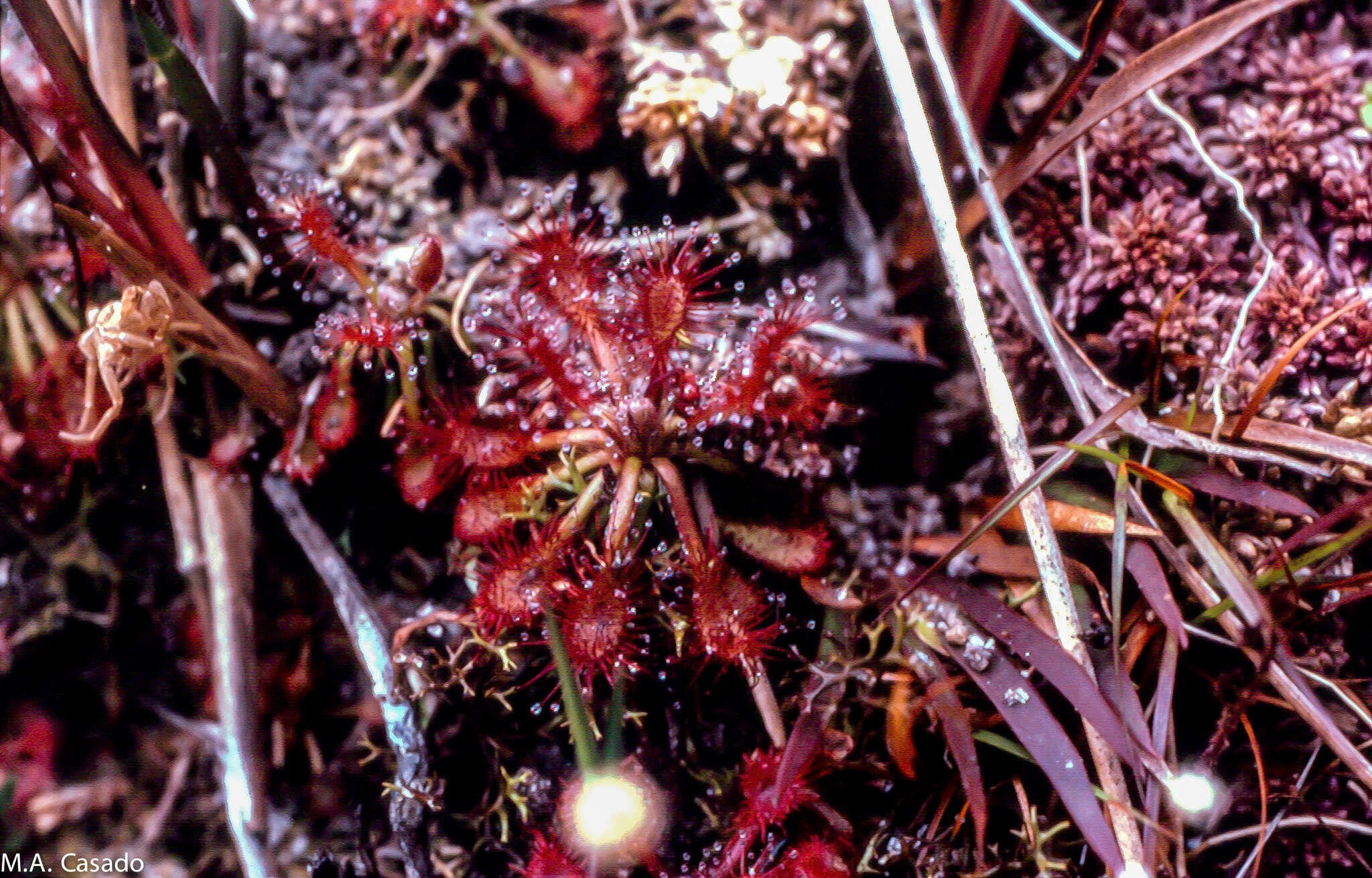 Image of Drosera roraimae (Klotzsch ex Diels) Maguire & Laundon