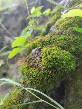 Image of leskea moss