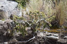 Image de Juniperus monticola subsp. compacta